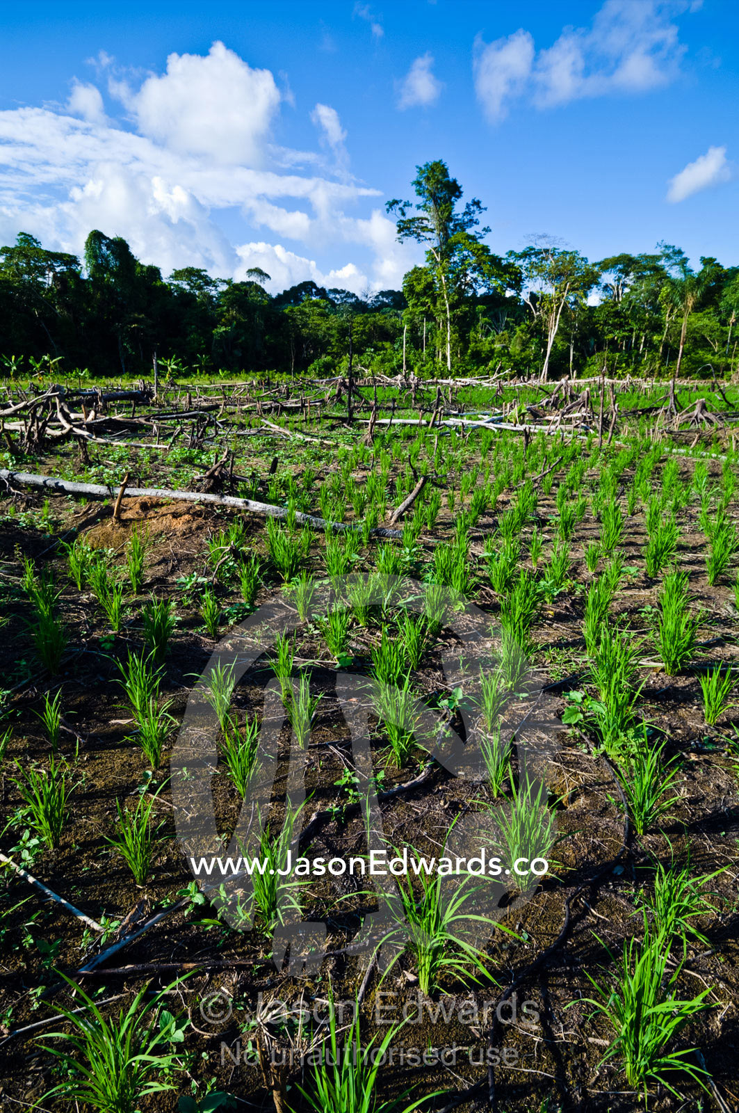 High ground rice plants grow in a cleared and burned rainforest area. Amazon Basin, Loreto Region, Maynas Province, Peru.