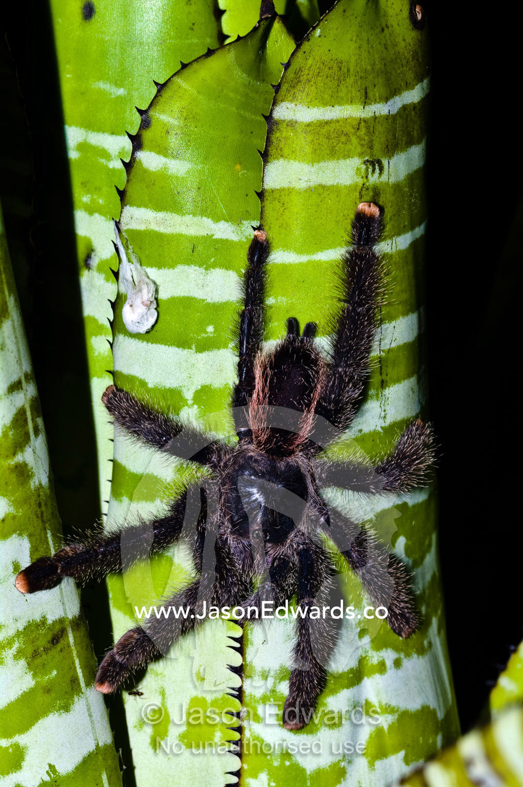 A Peruvian pinktoe tarantula descending the striped trunk of a bromeliad. Amazon River, Amazon Basin, Loreto Region, Maynas Province, Peru.
