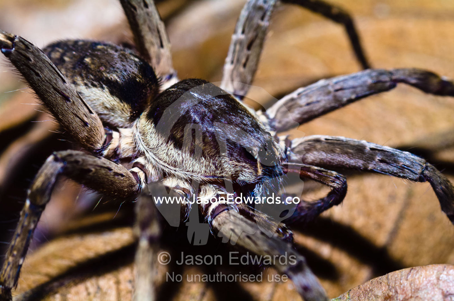A Wolf Spider is an agile and fierce hunter searching for prey in the leaf litter. Amazon River, Amazon Basin, Loreto Region, Maynas Province, Peru.