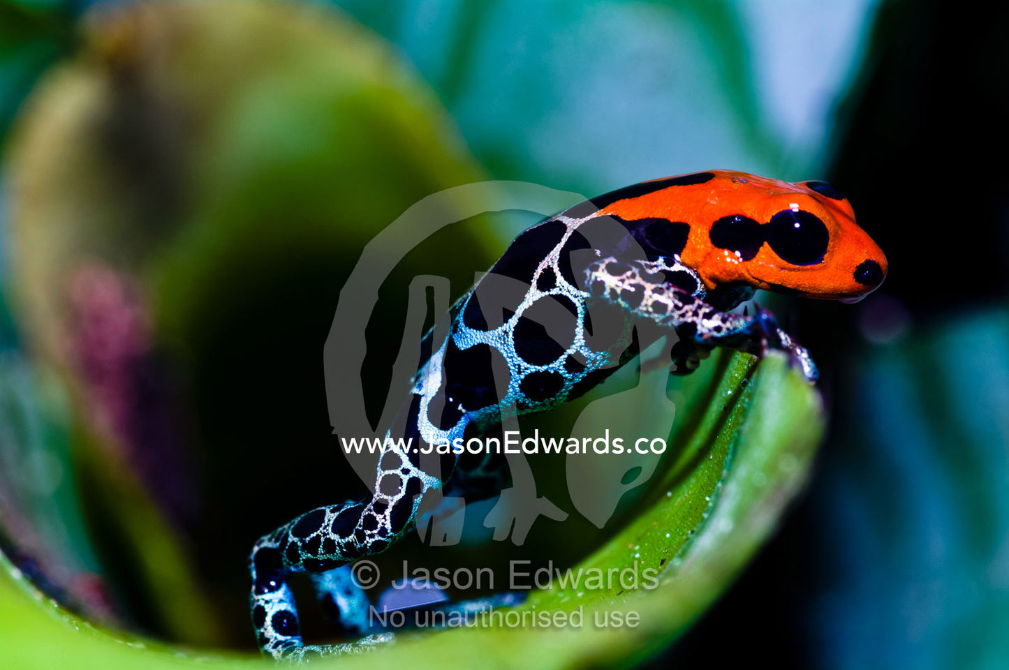 A new color morph of the Amazon Dart Frog peers out of its bromeliad home that it also defends. Amazon River, Amazon Basin, Loreto Region, Maynas Province, Peru.