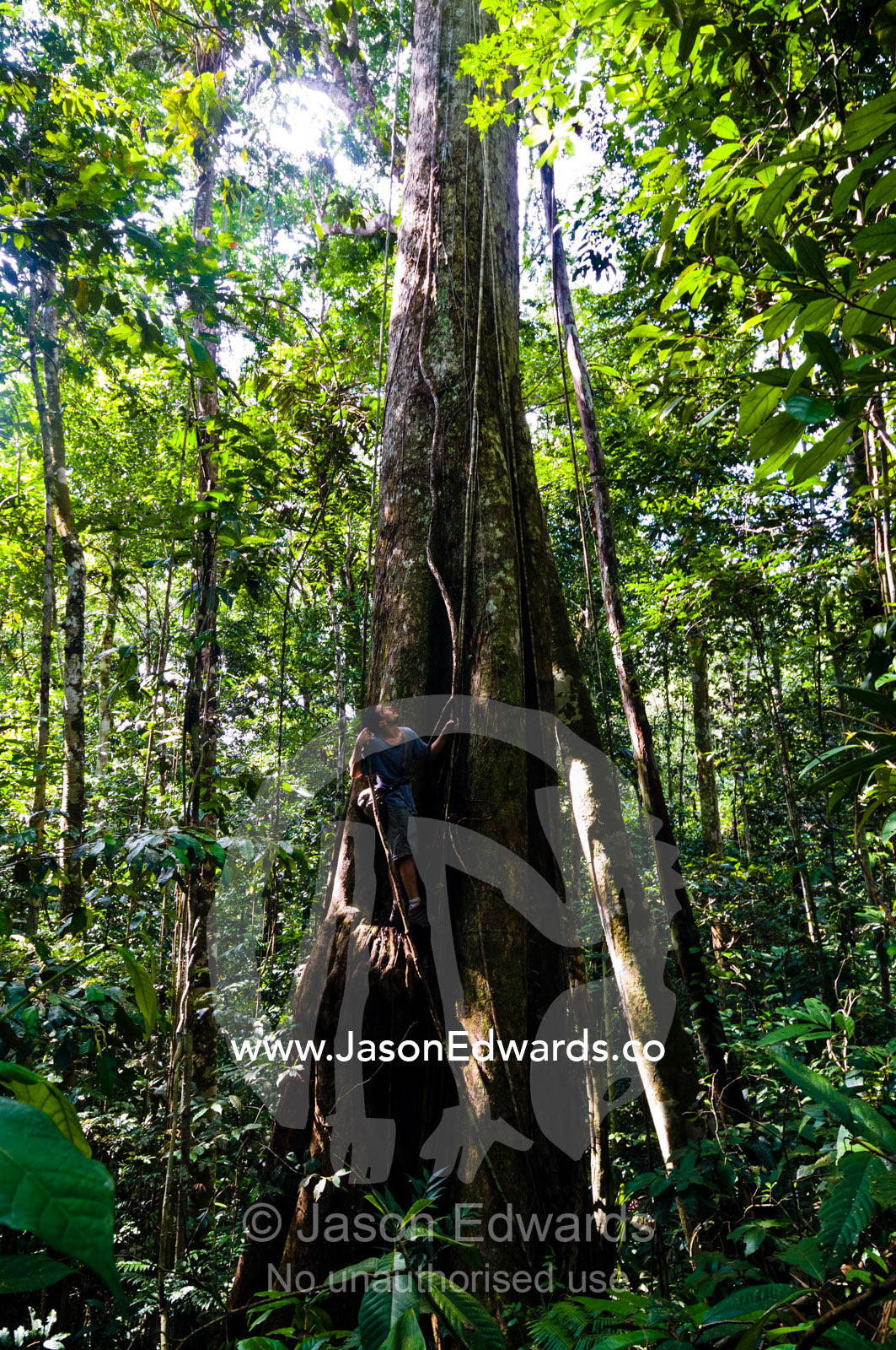 A naturalist and expedition guide climbing the trunk of an enormous tree in the Amazon rainforest. Amazon River, Amazon Basin, Loreto Region, Maynas Province, Peru.