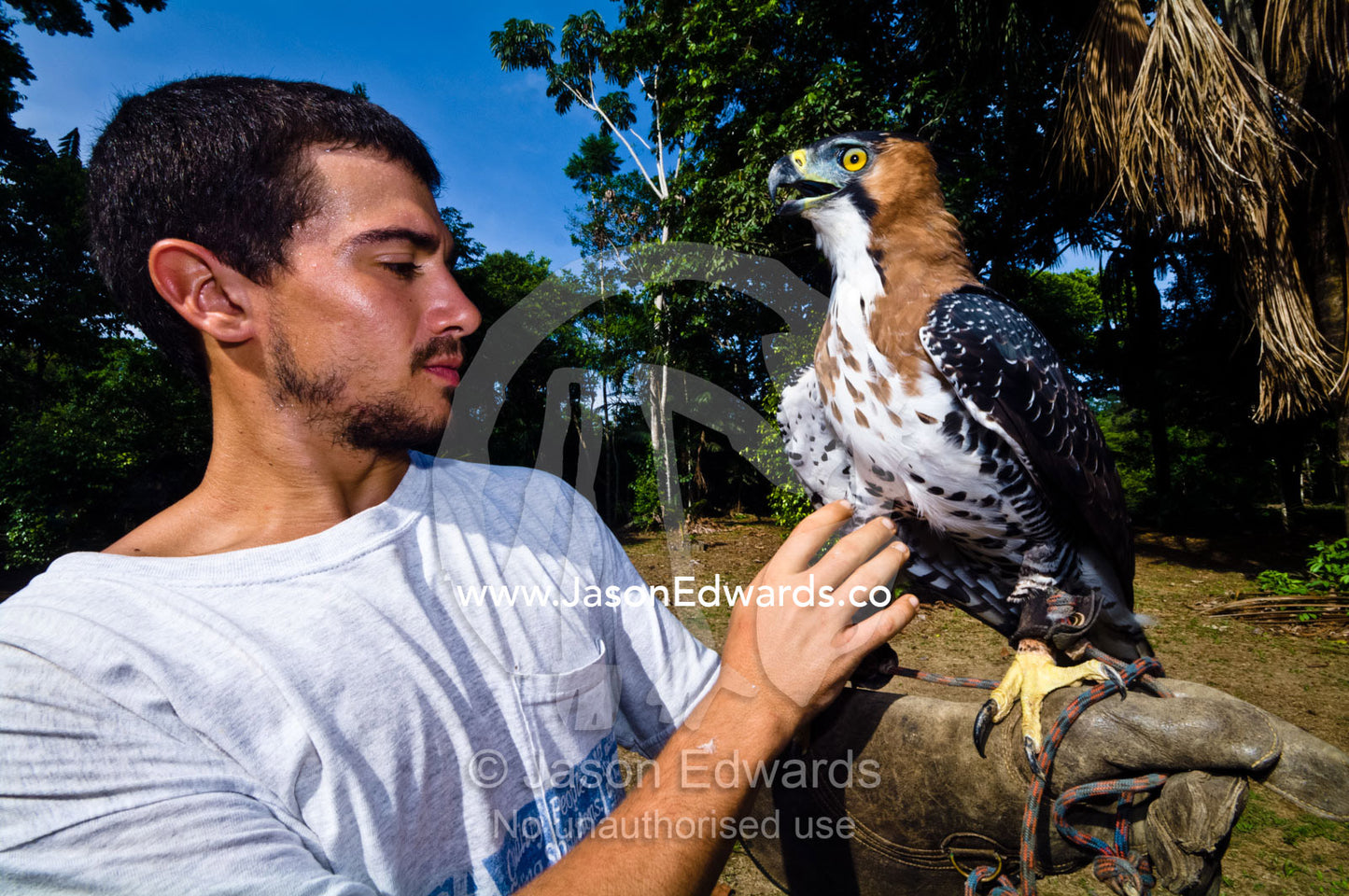 A naturalist and expedition guide caring for an Ornate Hawk-Eagle rescued from poachers. Amazon River, Amazon Basin, Loreto Region, Maynas Province, Peru.
