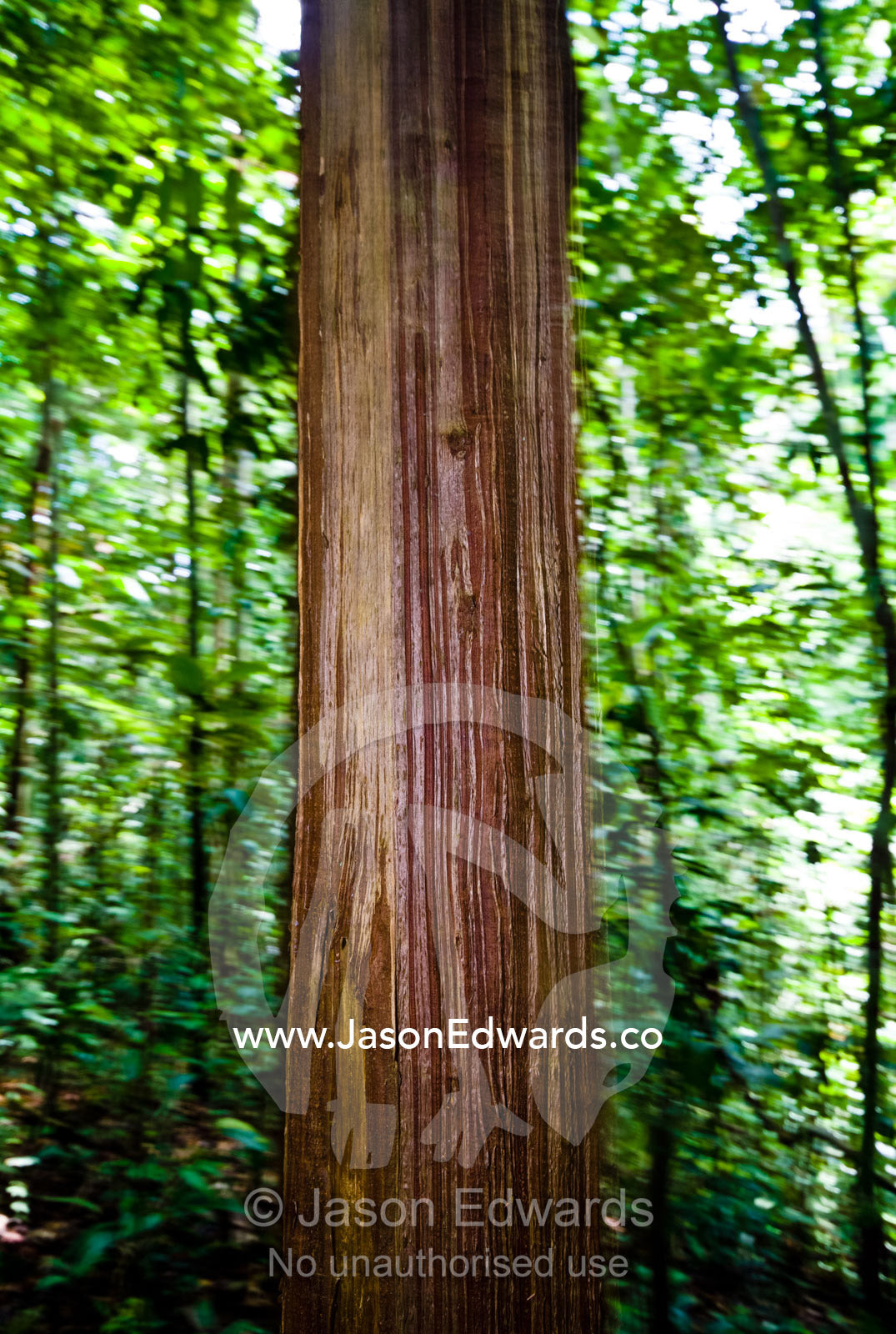 Linear bark lines on a tree trunk in the Amazon rainforest. Amazon River, Amazon Basin, Loreto Region, Maynas Province, Peru.