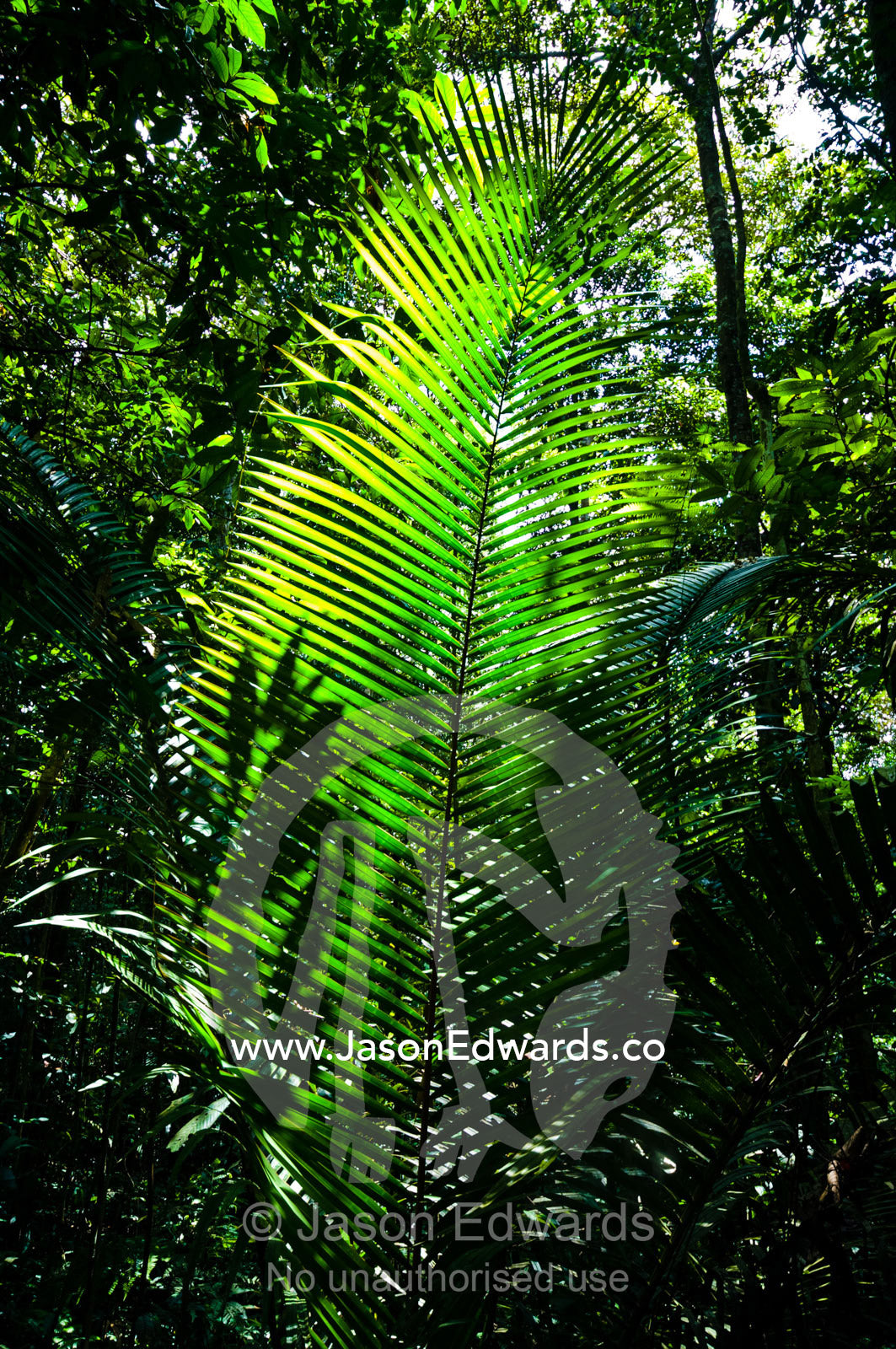 Sunlight passing through the tree canopy backlights the frond of a palm. Amazon River, Amazon Basin, Loreto Region, Maynas Province, Peru.