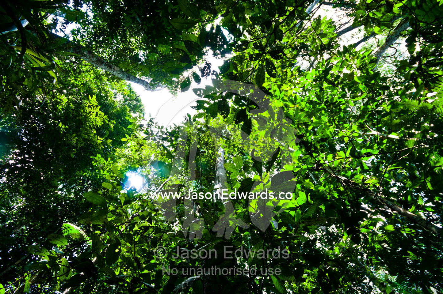 Dappled sunlight filters through the rainforest canopy backlighting a carpet of green leaves. Amazon River, Amazon Basin, Loreto Region, Maynas Province, Peru.
