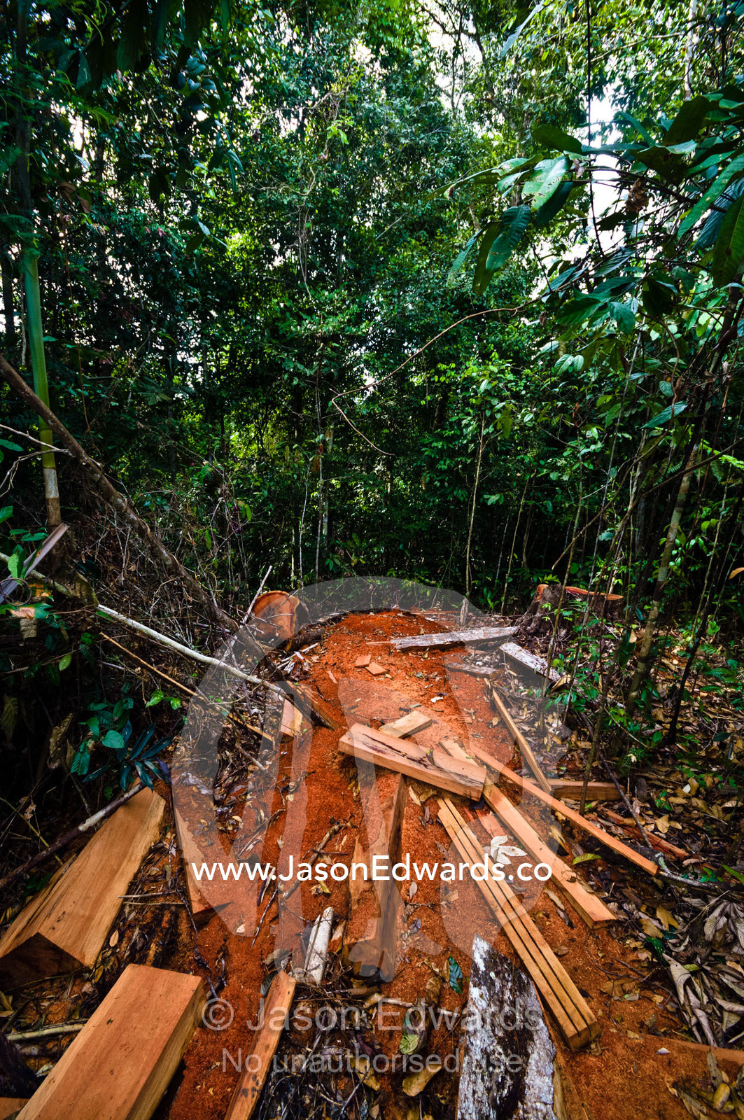 A pile of timber and sawdust left to rot after being illegally logged in the Amazon rainforest. Amazon River, Amazon Basin, Loreto Region, Maynas Province, Peru.