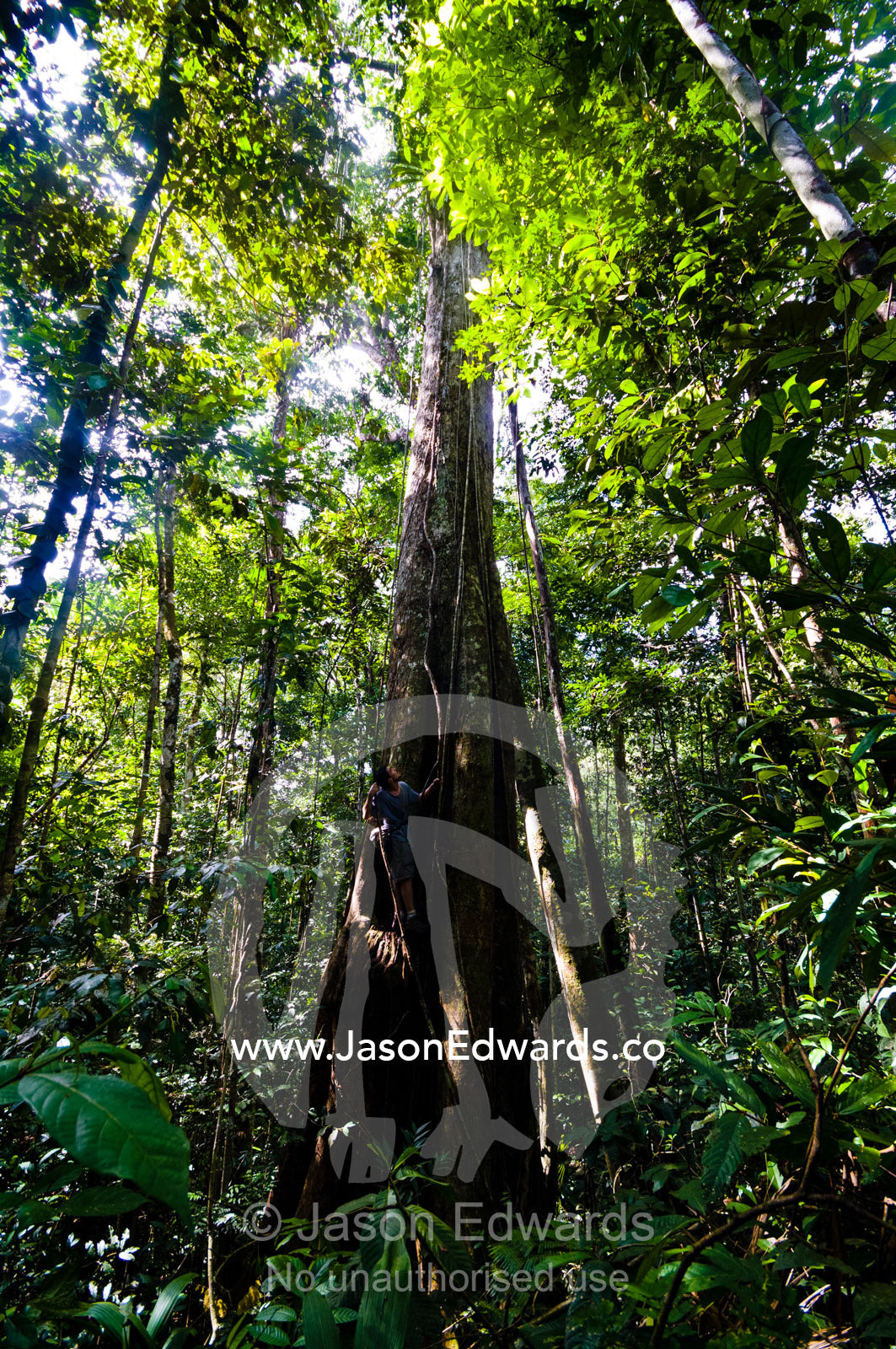 A naturalist and expedition guide climbs the trunk of an enormous tree in the Amazon rainforest. Amazon River, Amazon Basin, Loreto Region, Maynas Province, Peru.