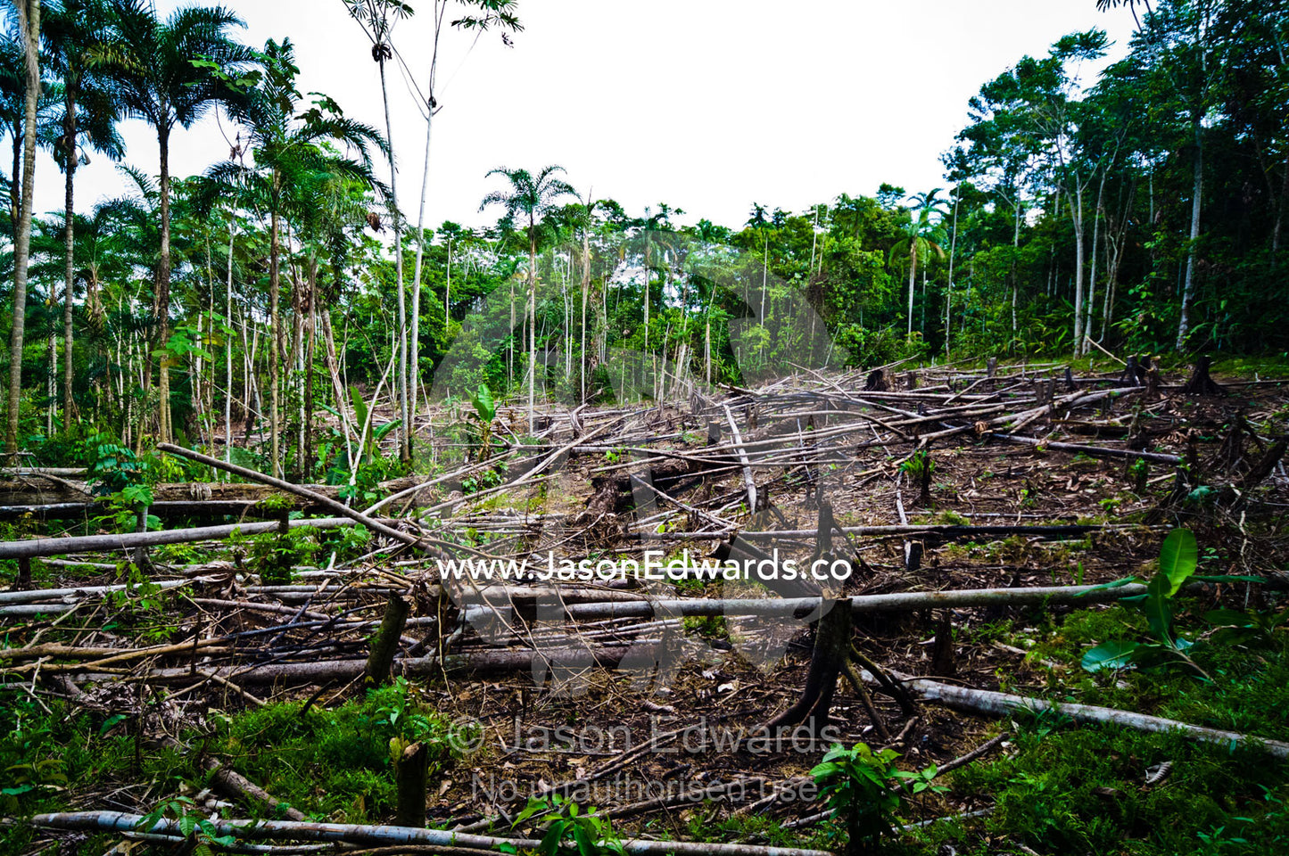 A stand of rainforest logged to create land for agriculture crops in the Amazon Basin. Amazon River, Amazon Basin, Loreto Region, Maynas Province, Peru.