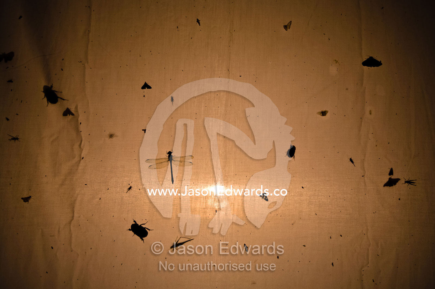 Silhouetted insects drawn by a light gather on the canvas of a tent in the Amazon rainforest. Amazon River, Amazon Basin, Loreto Region, Maynas Province, Peru.