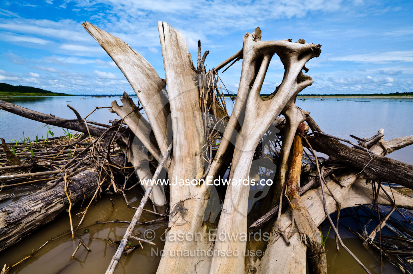 The buttress roots from a logged rainforest tree rot on the shore of the Amazon River. Amazon River, Rio Amazonas, Amazon Basin, Loreto Region, Maynas Province, Peru.