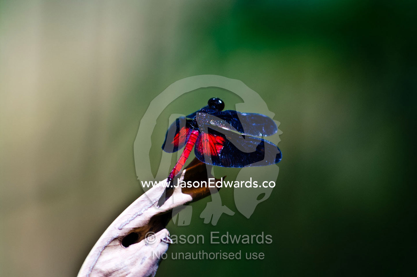 Flaming red wing patches on blue velvet wings of a Diastatops intensa roosting on a twig. Parque de Quistococha, Quistococha Zoo, Iquitos, Amazon Basin, Loreto Region, Maynas Province, Peru.