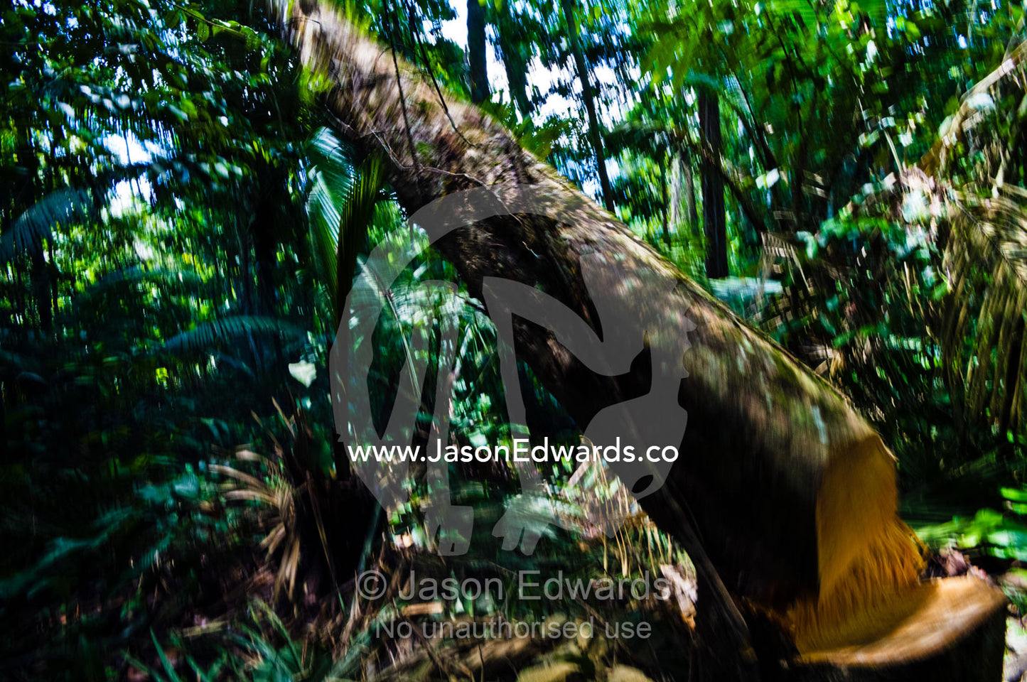 A tree falls in the rainforest after being cut down during a logging operation. Amazon Basin, Loreto Region, Maynas Province, Peru.