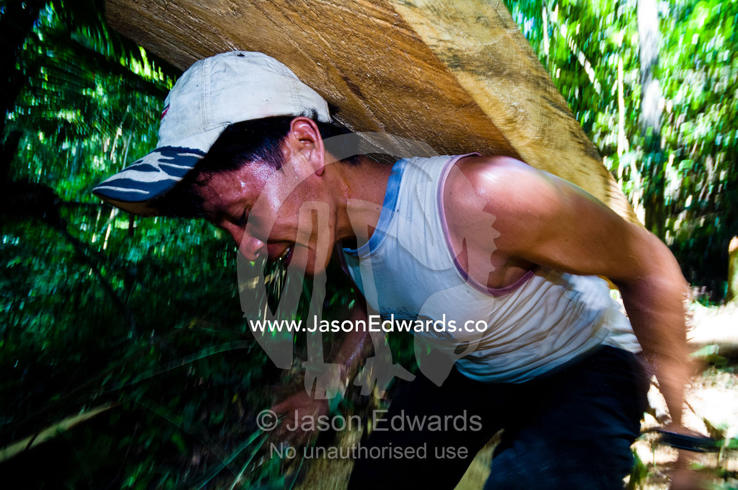 A laborer carries a log from a tree felled in the Amazon rainforest for transportation to a mill. Amazon Basin, Loreto Region, Maynas Province, Peru.