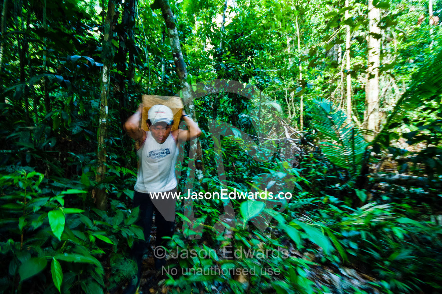 A laborer carries a log from a tree felled in the Amazon rainforest for transportation to a mill. Amazon Basin, Loreto Region, Maynas Province, Peru.