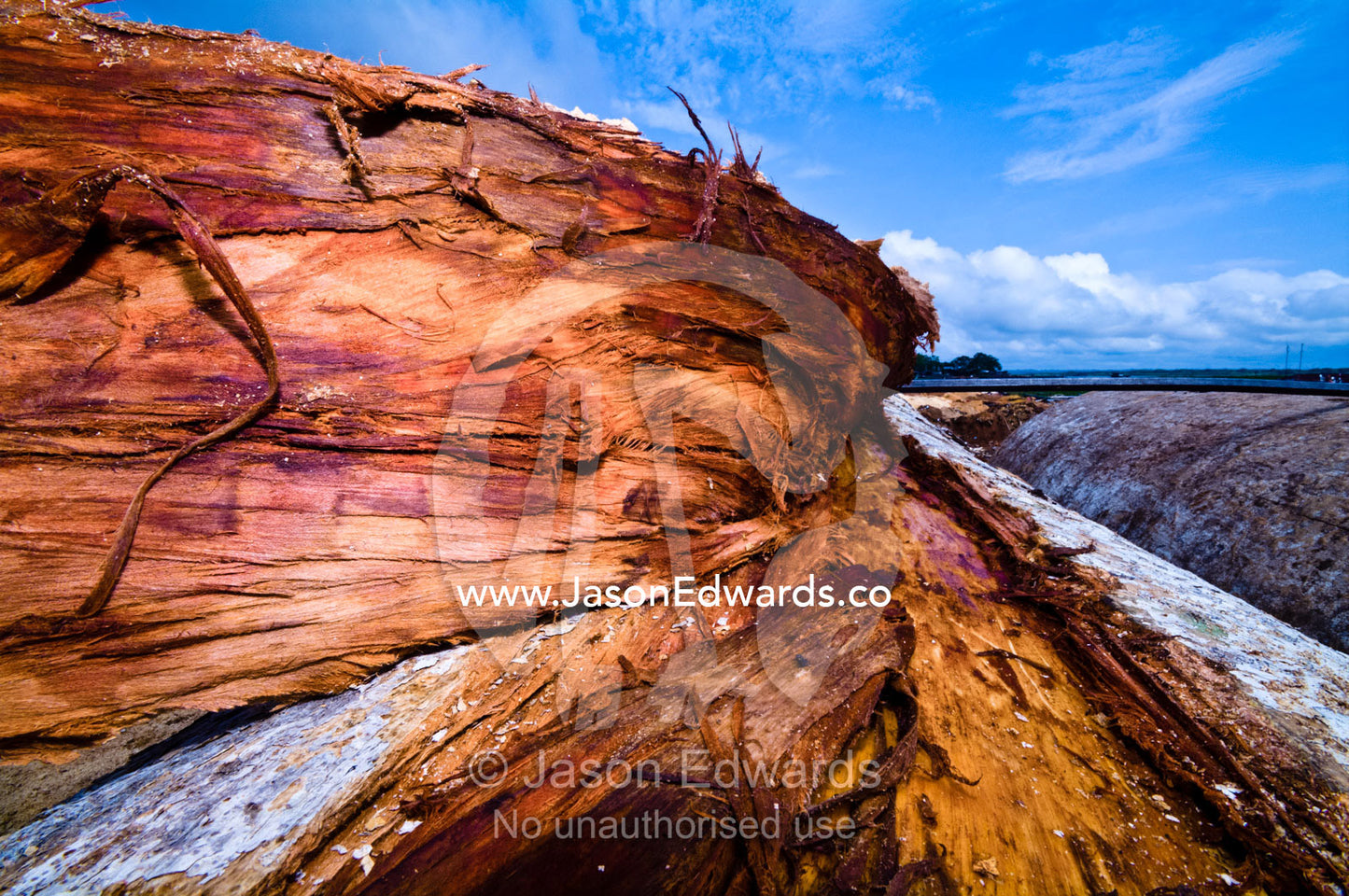 Fresh bark peeled from the trunk of an Amazon rainforest tree for ease of cutting at a mill. Puerto Masusa, Iquitos, Amazon Basin, Loreto Region, Maynas Province, Peru.
