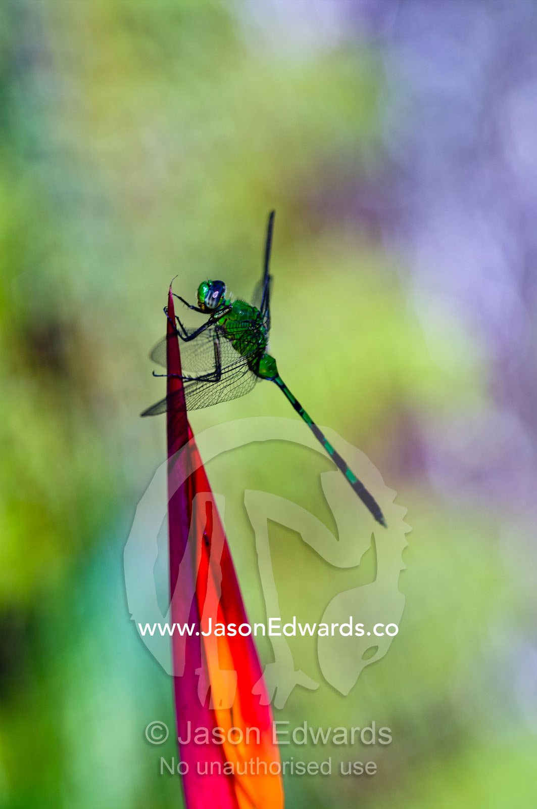 A bright green Great Pondhawk roosting on the red petal of a Heliconia flower. Quistococha Lake, Lago de Quistococha, Parque de Quistococha, Quistococha Zoo, Iquitos, Amazon Basin, Loreto Region, Maynas Province, Peru.