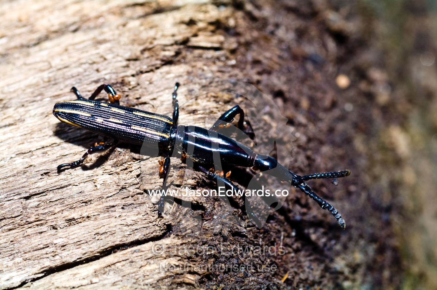A straight snouted weevil crawls out from under the bark of a tree cut down in the rainforest. Puerto Masusa, Iquitos, Amazon Basin, Loreto Region, Maynas Province, Peru.