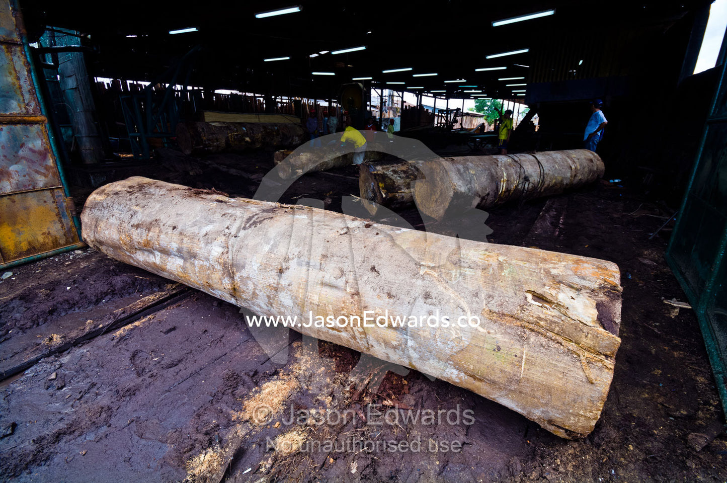 Logs cut from the Amazon rainforest queued at the entrance to a logging mill for processing. Puerto Masusa, Iquitos, Amazon Basin, Loreto Region, Maynas Province, Peru.