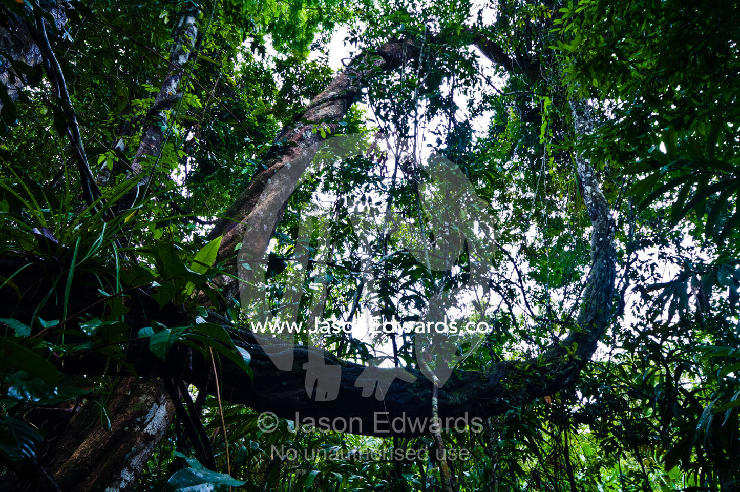 An enormous vine, covered in mosses and bryophytes, descending from the rainforest canopy. Pacaya Samiria National Reserve, Reserva Nacional Pacaya Samiria, Loreto Region, Maynas Province, Amazon Basin, Peru.