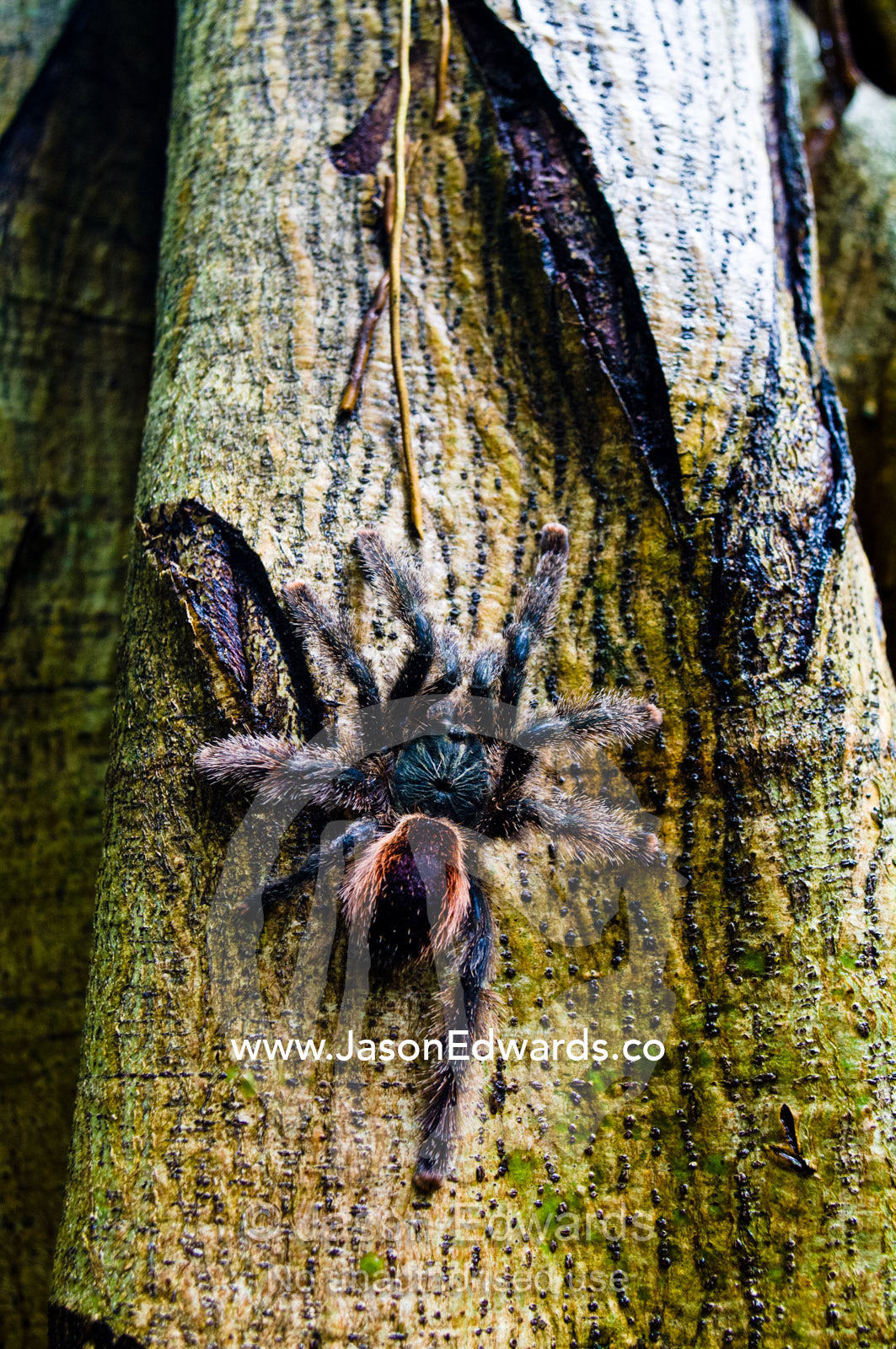 A rose haired tarantula ascending a tree trunk in the Amazon Rainforest. Amazon River, Amazon Basin, Loreto Region, Maynas Province, Peru.