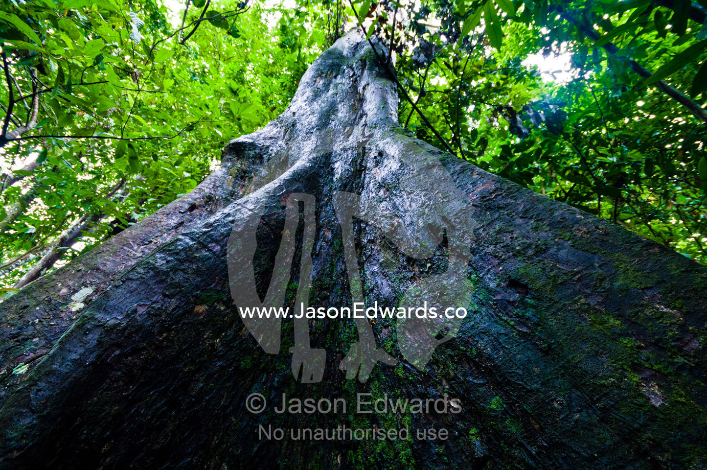 The enormous buttress roots of a rainforest tree rising into the sunlit leafy canopy. Pacaya Samiria National Reserve, Reserva Nacional Pacaya Samiria, Maranon River, Loreto Region, Maynas Province, Amazon Basin, Peru.