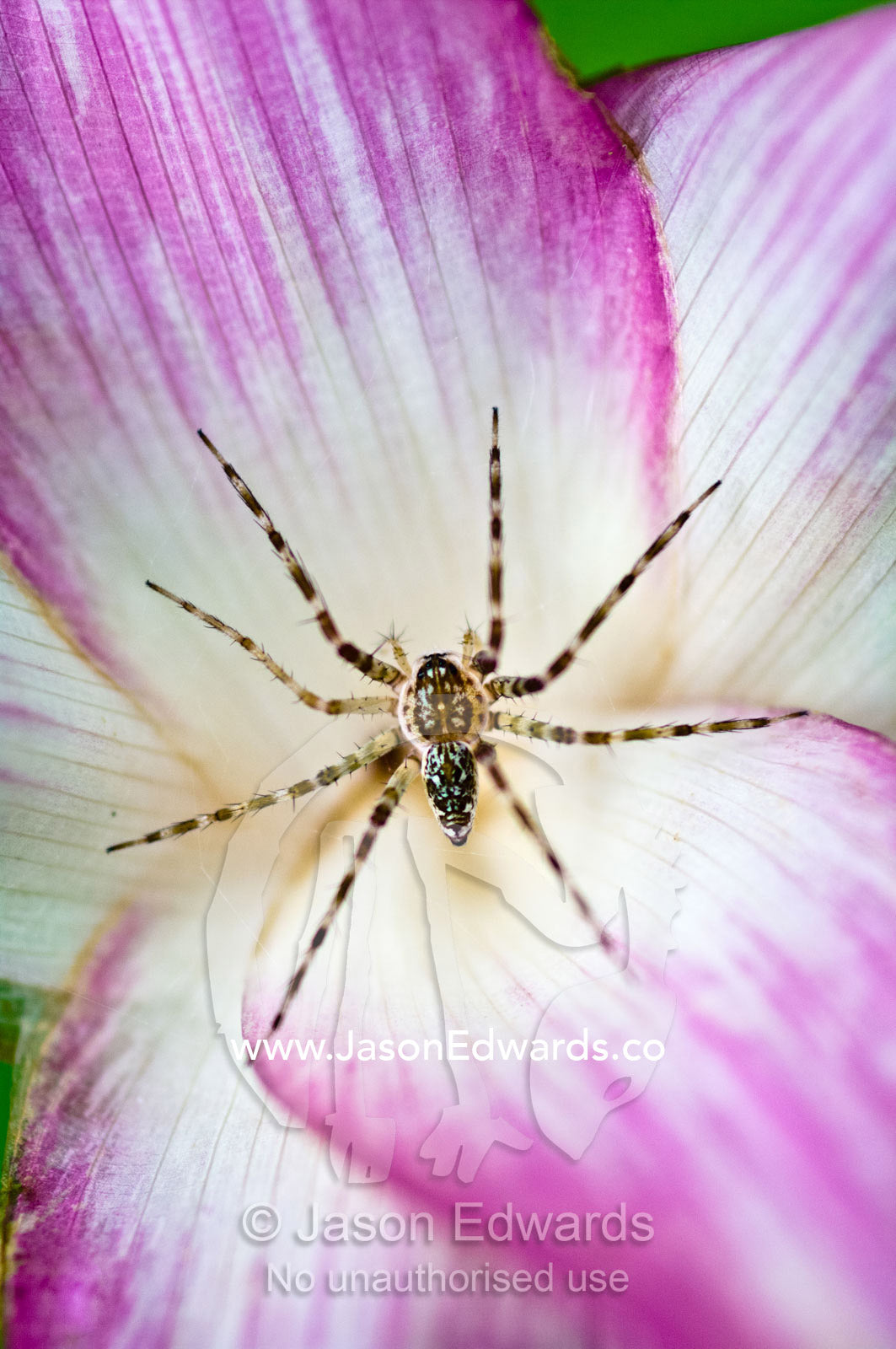 A tiny spider inside bright pink petals waits to ambush prey attracted to the flower. Pacaya Samiria National Reserve, Reserva Nacional Pacaya Samiria, Maranon River, Loreto Region, Maynas Province, Amazon Basin, Peru.