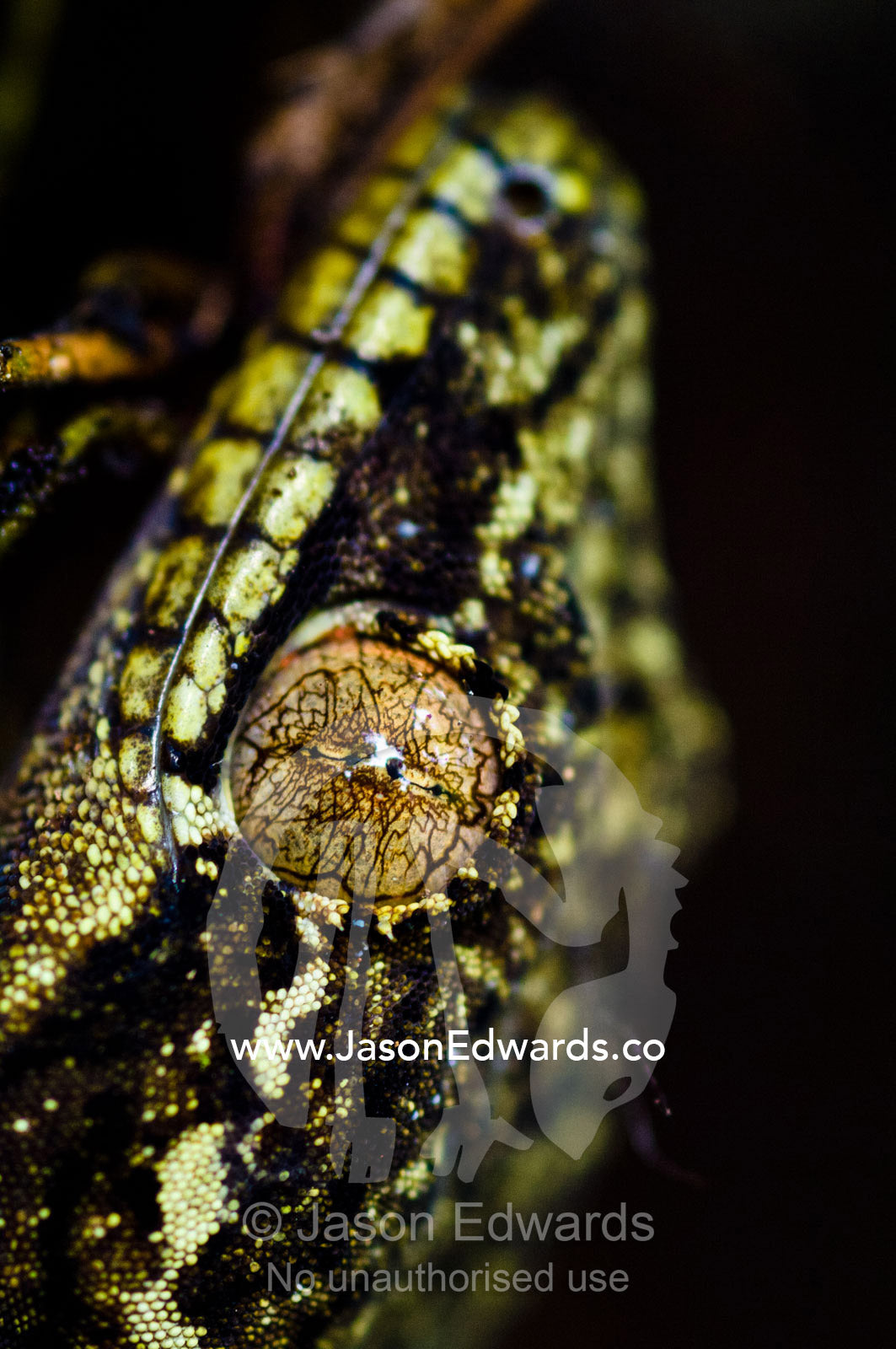 The mosaic eye and pupil of a turnip tailed gecko in the rainforest. Pacaya Samiria National Reserve, Reserva Nacional Pacaya Samiria, Maranon River, Loreto Region, Maynas Province, Amazon Basin, Peru.