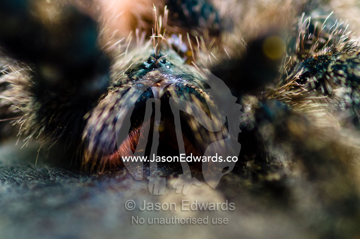 Menacing eyes and chelicerae of a rose-haired tarantula peering through the course hairs on it's legs. Pacaya Samiria National Reserve, Reserva Nacional Pacaya Samiria, Maranon River, Loreto Region, Maynas Province, Amazon Basin, Peru.