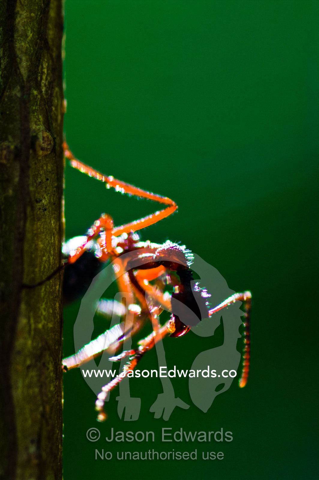 An ant cleaning its antennae as it clings to the stalk of a plant in the rainforest. Loreto Region, Maynas Province, Amazon Basin, Peru.