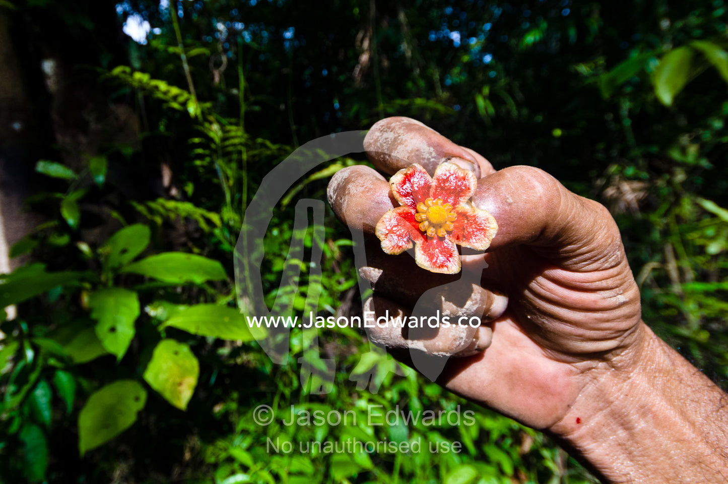 An Amazonian Indian holding a bright red flower native to the Amazon Rainforest. Loreto Region, Maynas Province, Amazon Basin, Peru.