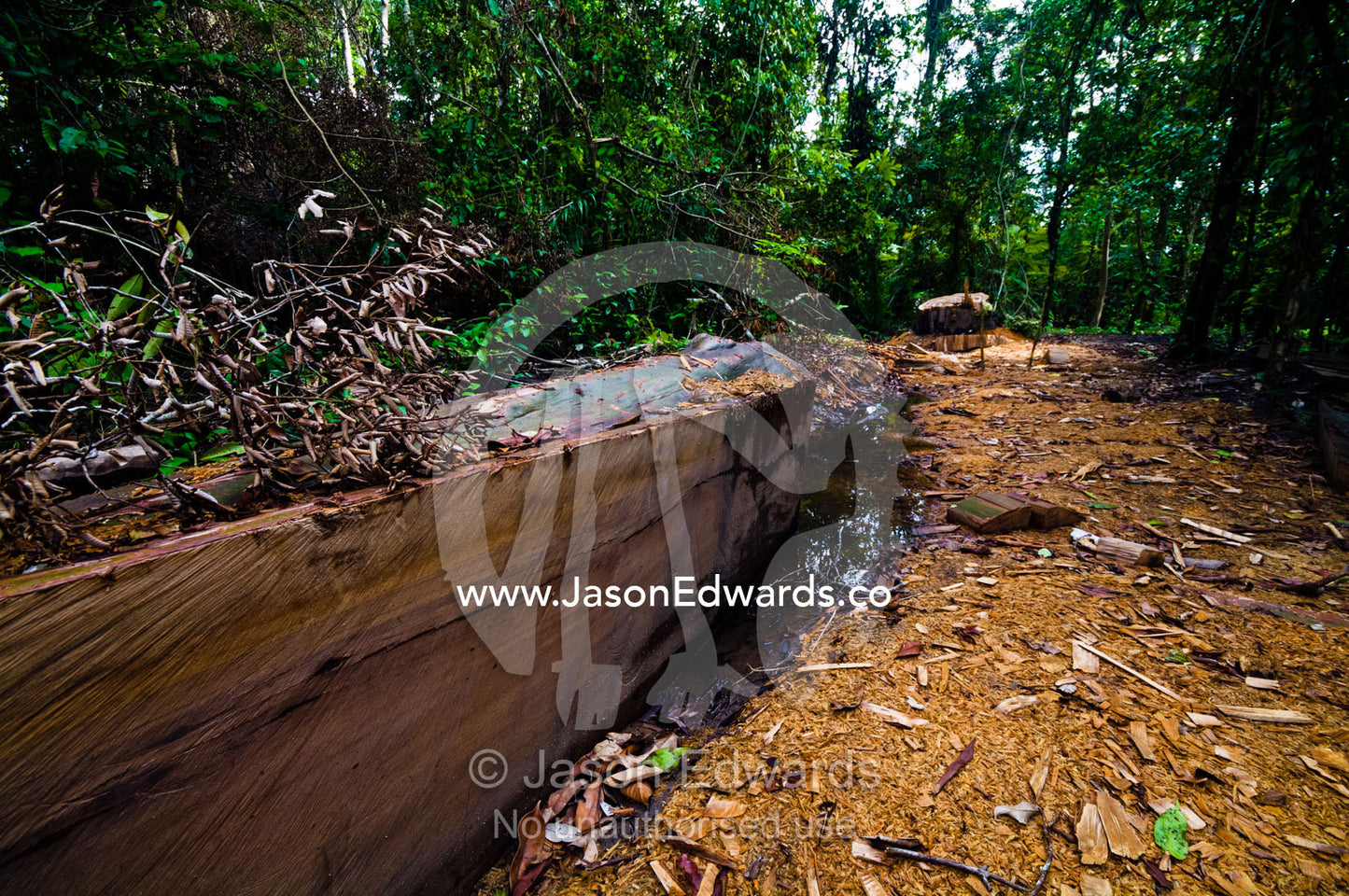 Trees illegally cut down in the rainforest are left to rot when the timber proves too costly to remove. Amazon River, Amazon Basin, Loreto Region, Maynas Province, Peru.