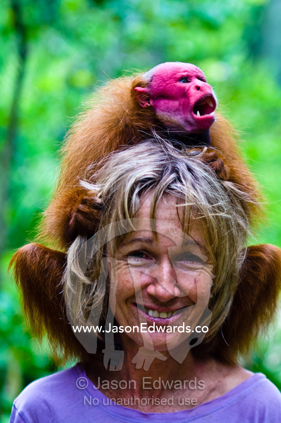 A bald uakari sitting on the head of a conservationist in the Amazon rainforest. Iquitos, Amazon Basin, Loreto Region, Maynas Province, Peru.