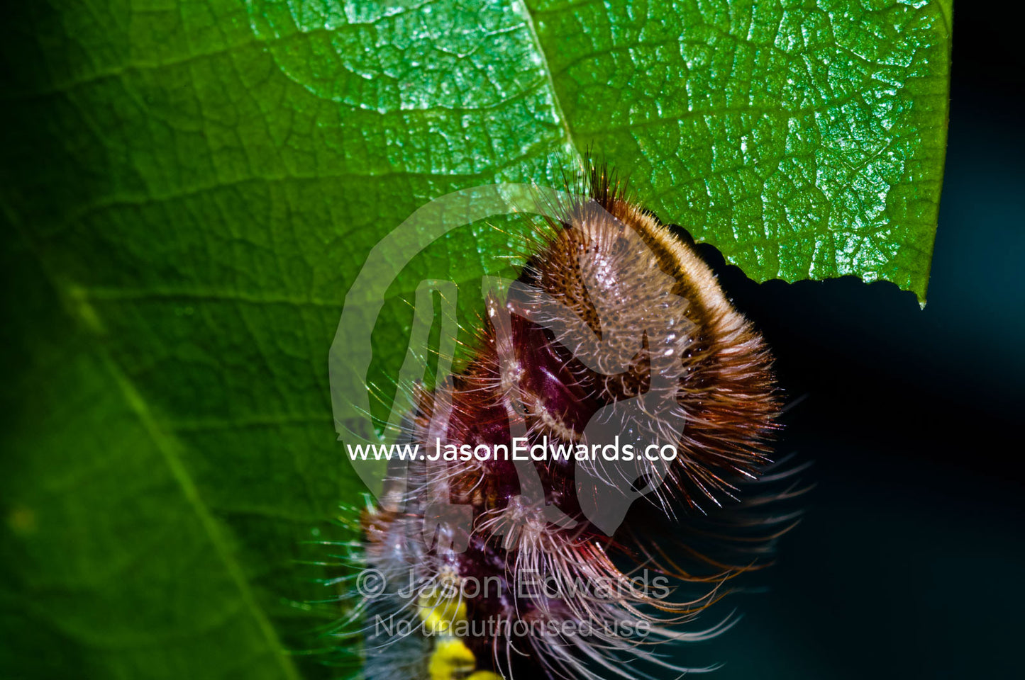 The caterpillar of a Morpho butterfly feeding on the edge of a leaf. Iquitos, Amazon Basin, Loreto Region, Maynas Province, Peru.