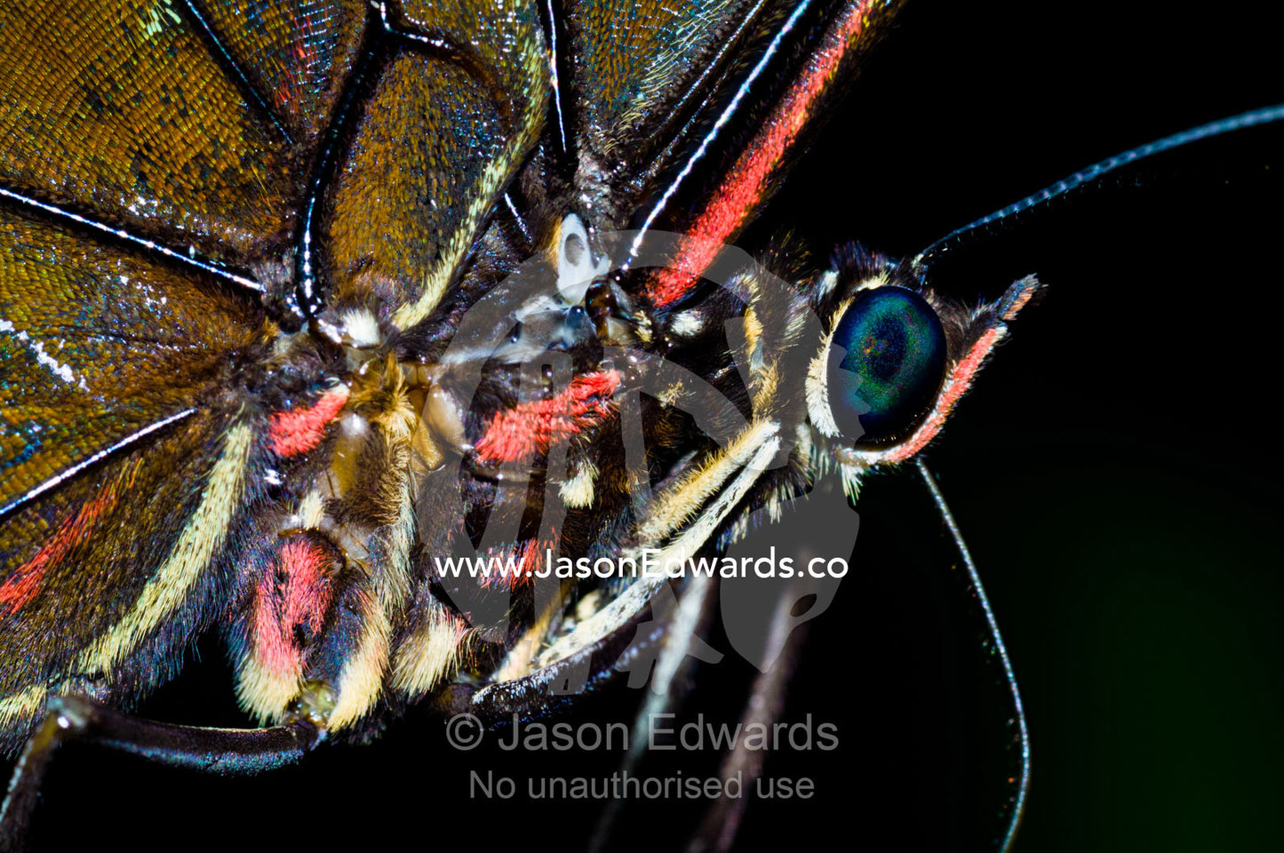 A Morpho Butterfly's iridescent blue-green eye behind the hairy labial palpus and proboscis. Iquitos, Amazon Basin, Loreto Region, Maynas Province, Peru.