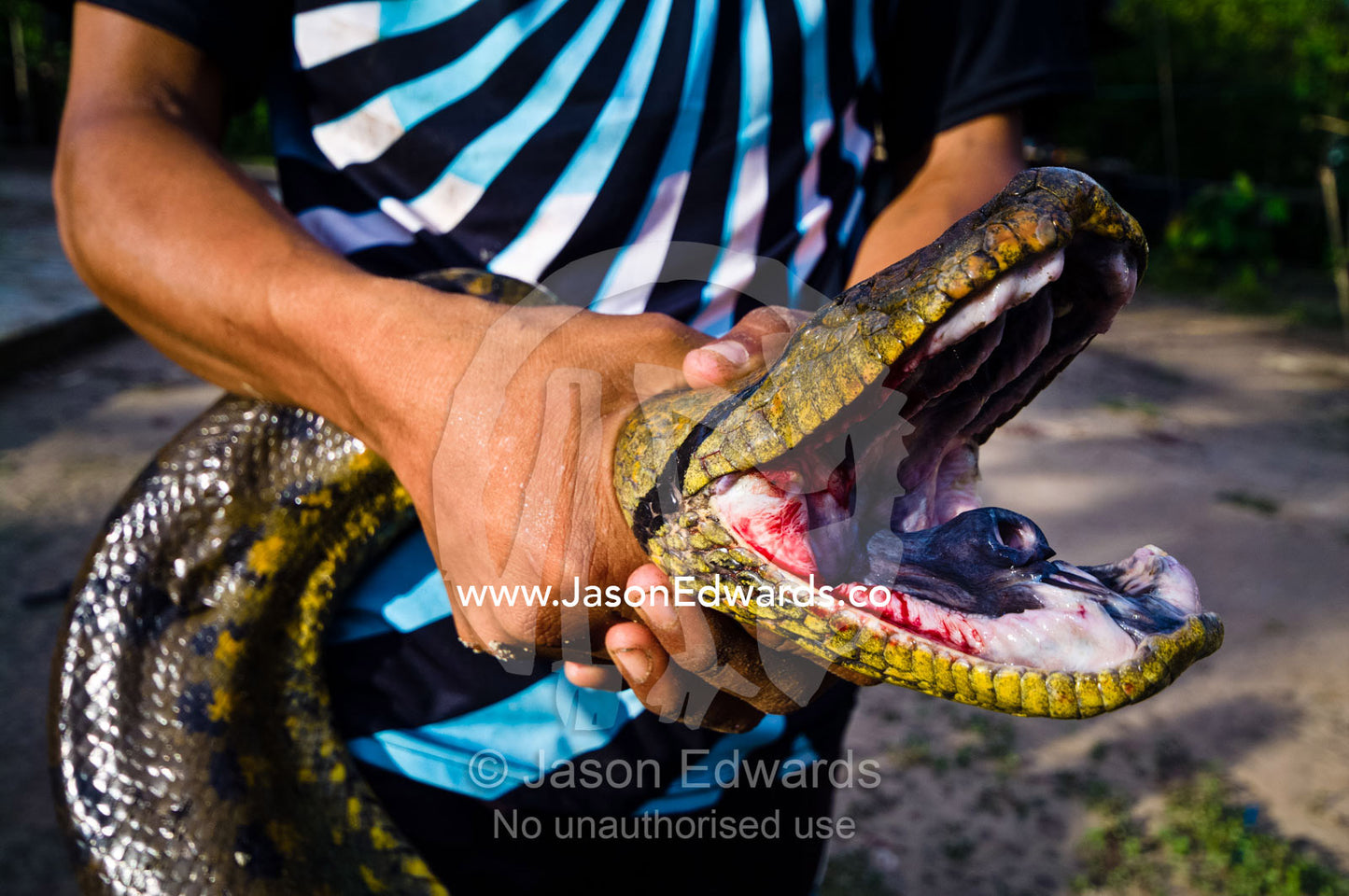 A villager restrains a yellow anaconda which they caught whilst it was hunting fish. Pacaya-Samiria National Reserve, Reserva Nacional Pacaya - Samiria, Loreto Region, Maynas Province, Amazon Basin, Peru.