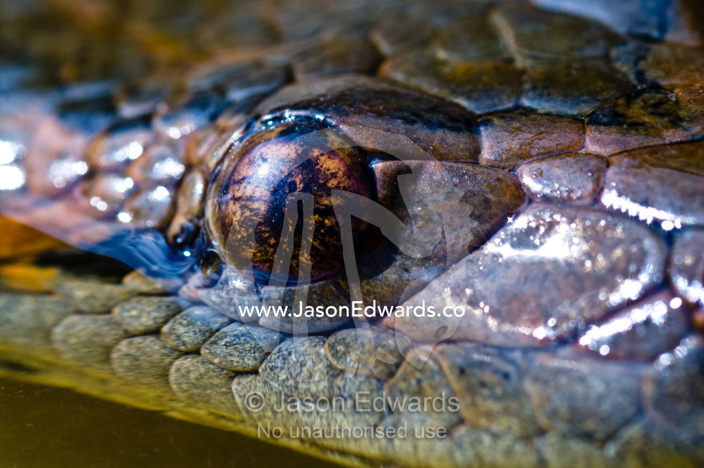 The eye and pupil of an Anaconda swimming on the surface of an Amazonian lake. Quistococha Lake, Lago de Quistococha, Parque de Quistococha, Quistococha Zoo, Iquitos, Amazon Basin, Loreto Region, Maynas Province, Peru.