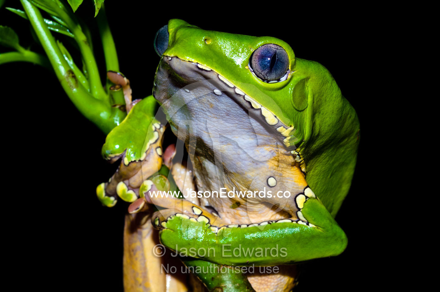 A bright green Giant Leaf Frog holding onto a rainforest plant stem using its long, wide toe pads. Amazon River, Amazon Basin, Loreto Region, Maynas Province, Peru. Amazon River, Amazon Basin, Loreto Region, Maynas Province, Peru.
