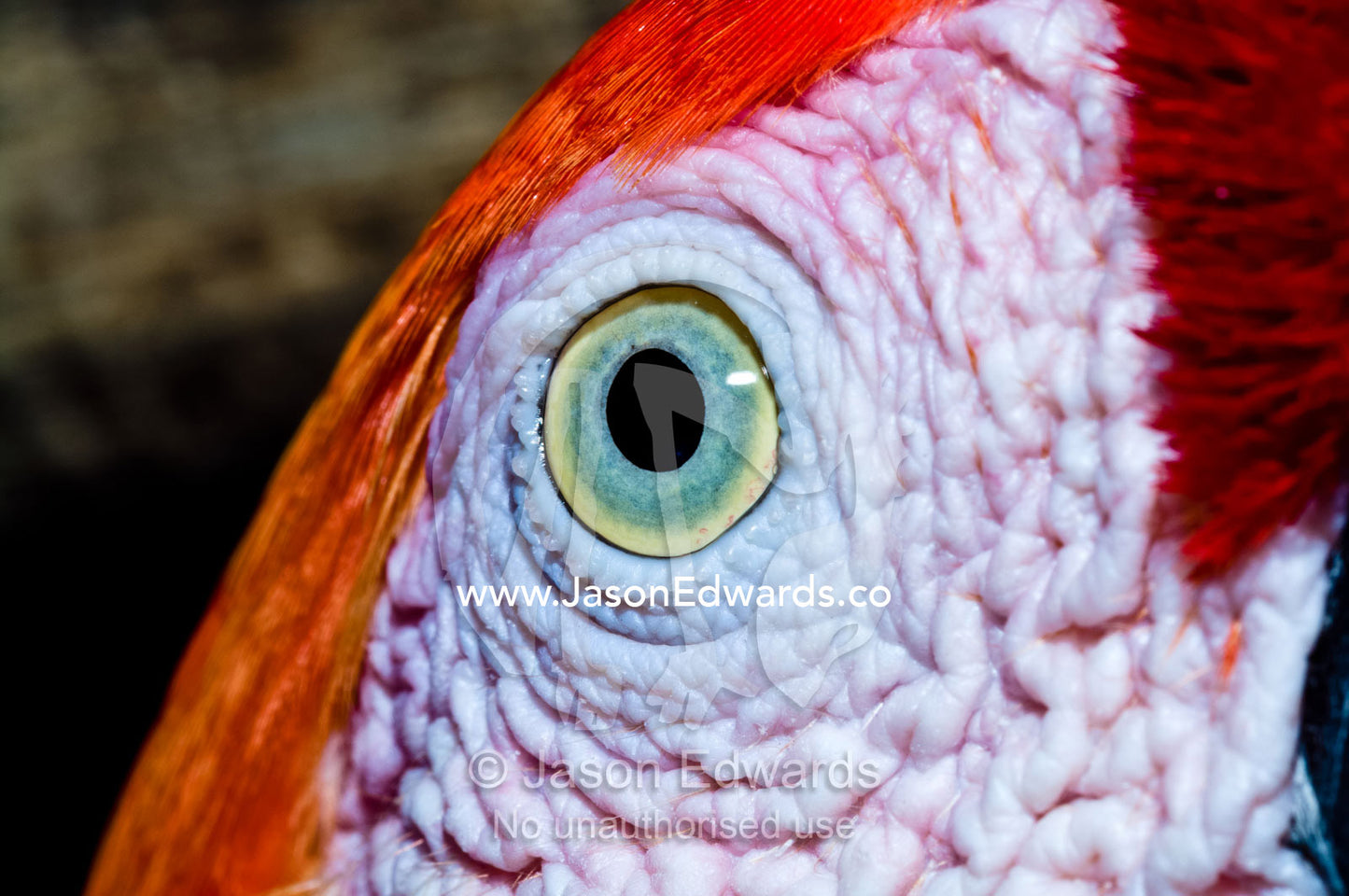 The lemon eye and pink fleshy cheek skin on the face of a Scarlet Macaw. Parque de Quistococha, Quistococha Zoo, Iquitos, Amazon Basin, Loreto Region, Maynas Province, Peru.