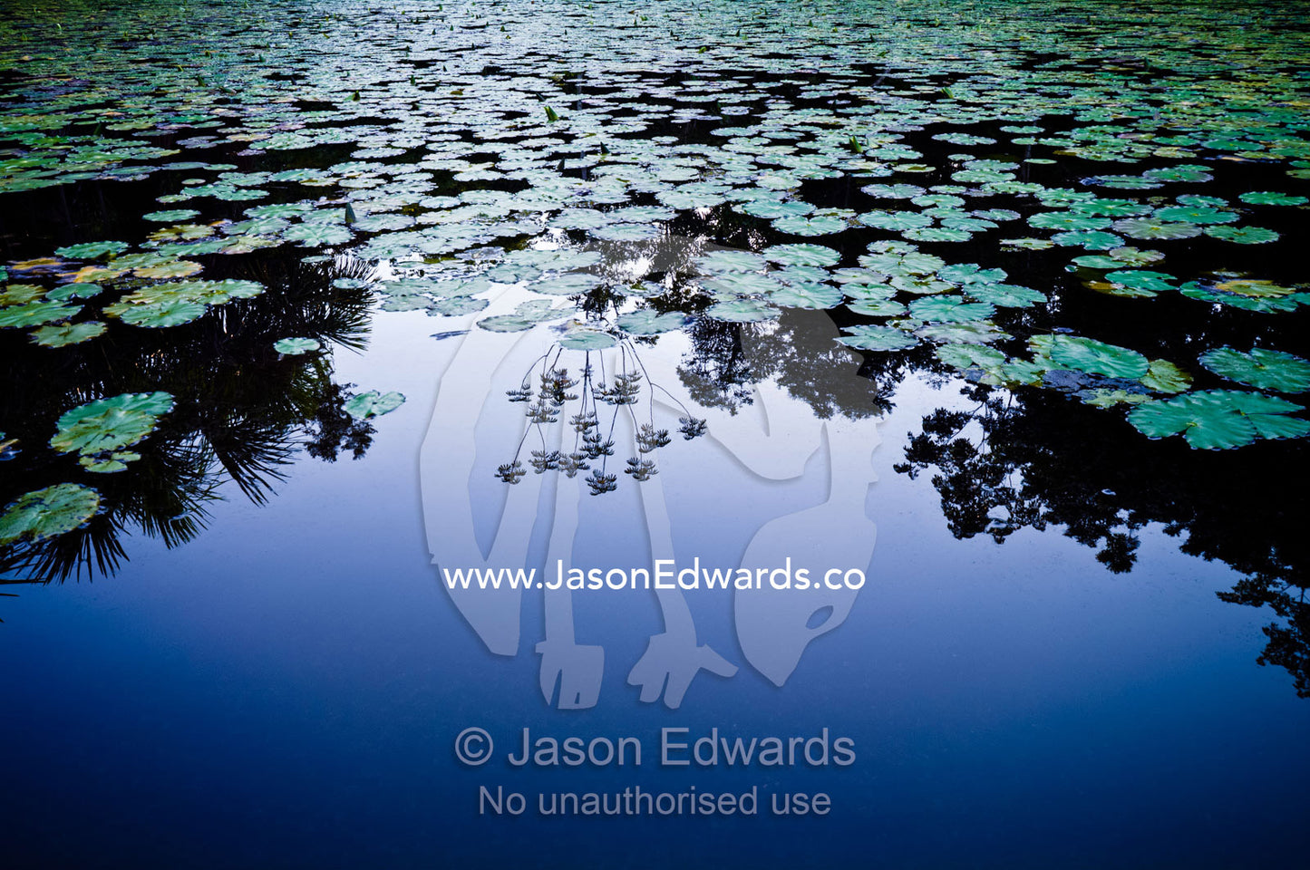 A rainforest canopy reflected in the calm surface of a wetland filled with Cecropia water lily. Quistococha Lake, Lago de Quistococha, Parque de Quistococha, Quistococha Zoo, Iquitos, Amazon Basin, Loreto Region, Maynas Province, Peru.