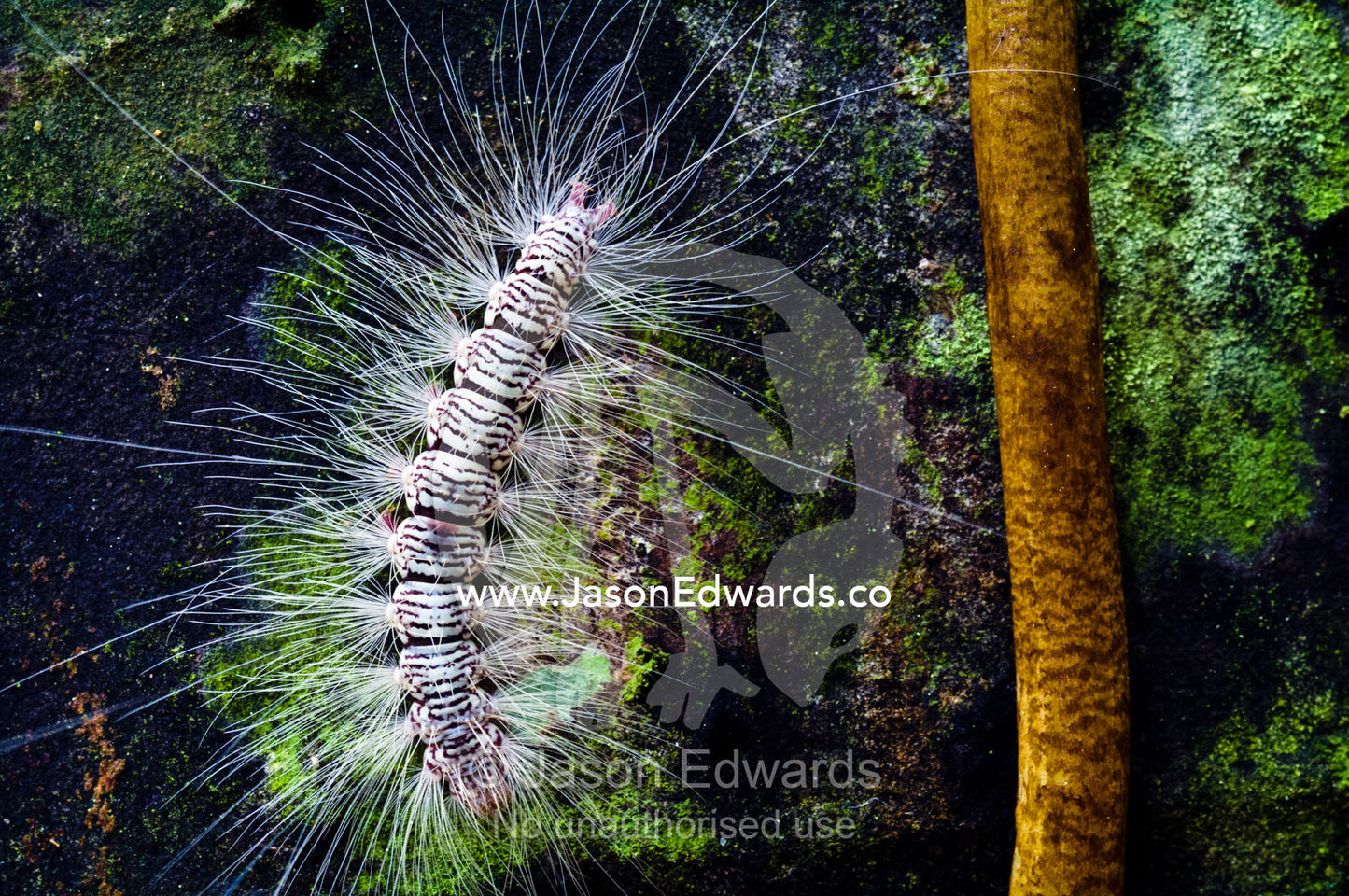 Long toxic hairs protect a caterpillar from predators as it climbs a rainforest tree trunk. Parque de Quistococha, Quistococha Zoo, Iquitos, Amazon Basin, Loreto Region, Maynas Province, Peru.
