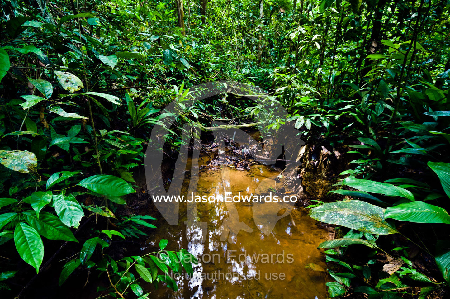 A freshwater stream running through dense pristine rainforest in the Amazon Basin. Amazon Basin, Loreto Region, Maynas Province, Peru.