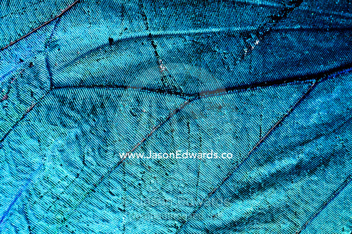The irridescent metallic blue scales and veins on the wing of a Menelaus Blue Morpho Butterfly. Pilpintuwasi Butterfly Farm, Iquitos, Amazon Basin, Loreto Region, Maynas Province, Peru.