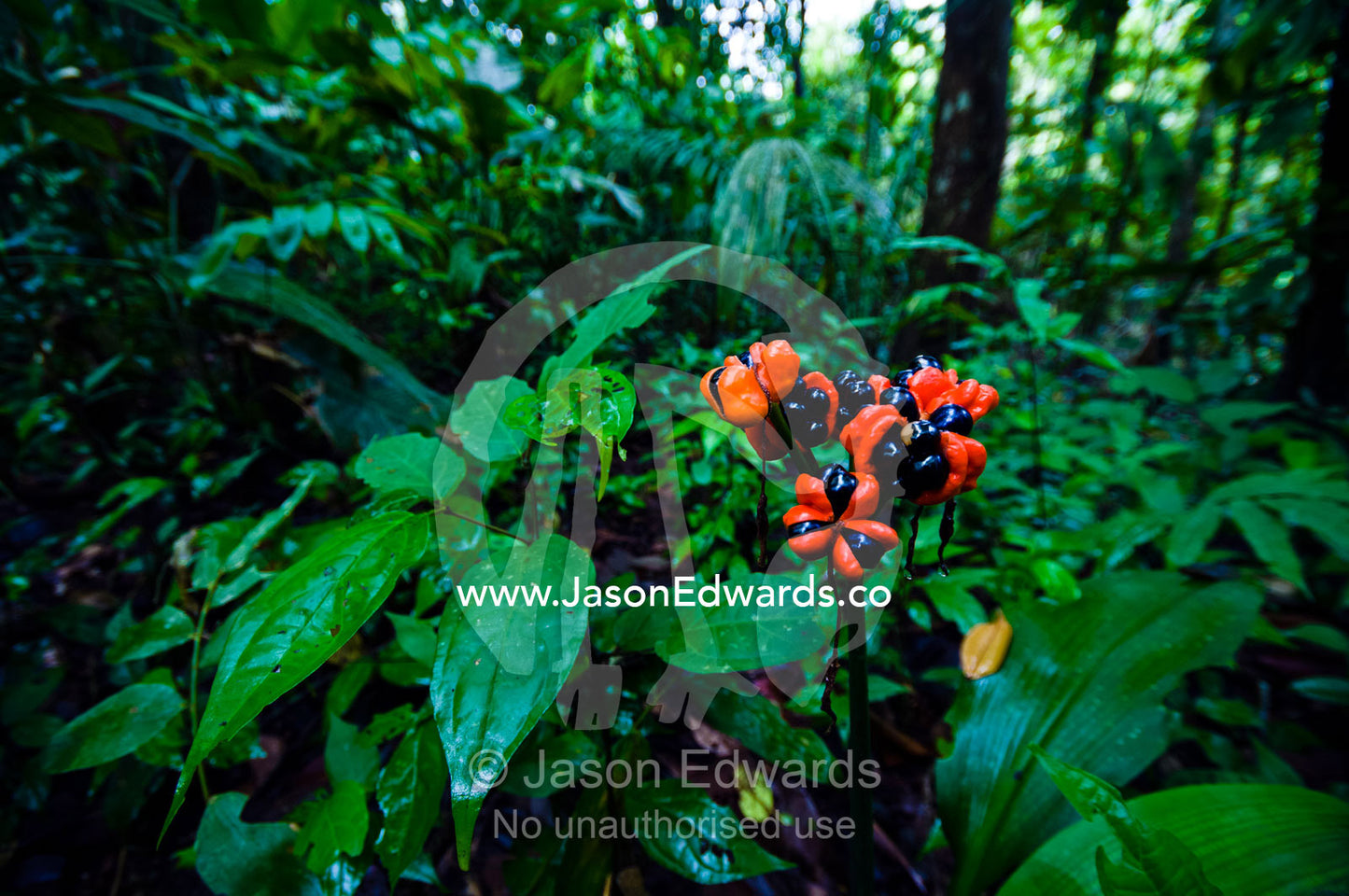 The bright red and velvet black berries of a Guarana emerging from the rainforest floor. Near Pacaya Samiria Reserve, Reserva Nacional Pacaya Samiria, Amazon River, Maranon River and Ucayali River Confluence, Rio Amazonas, Rio Maranon, Rio Ucayali, Loreto Region, Maynas Province, Amazon Basin, Peru.