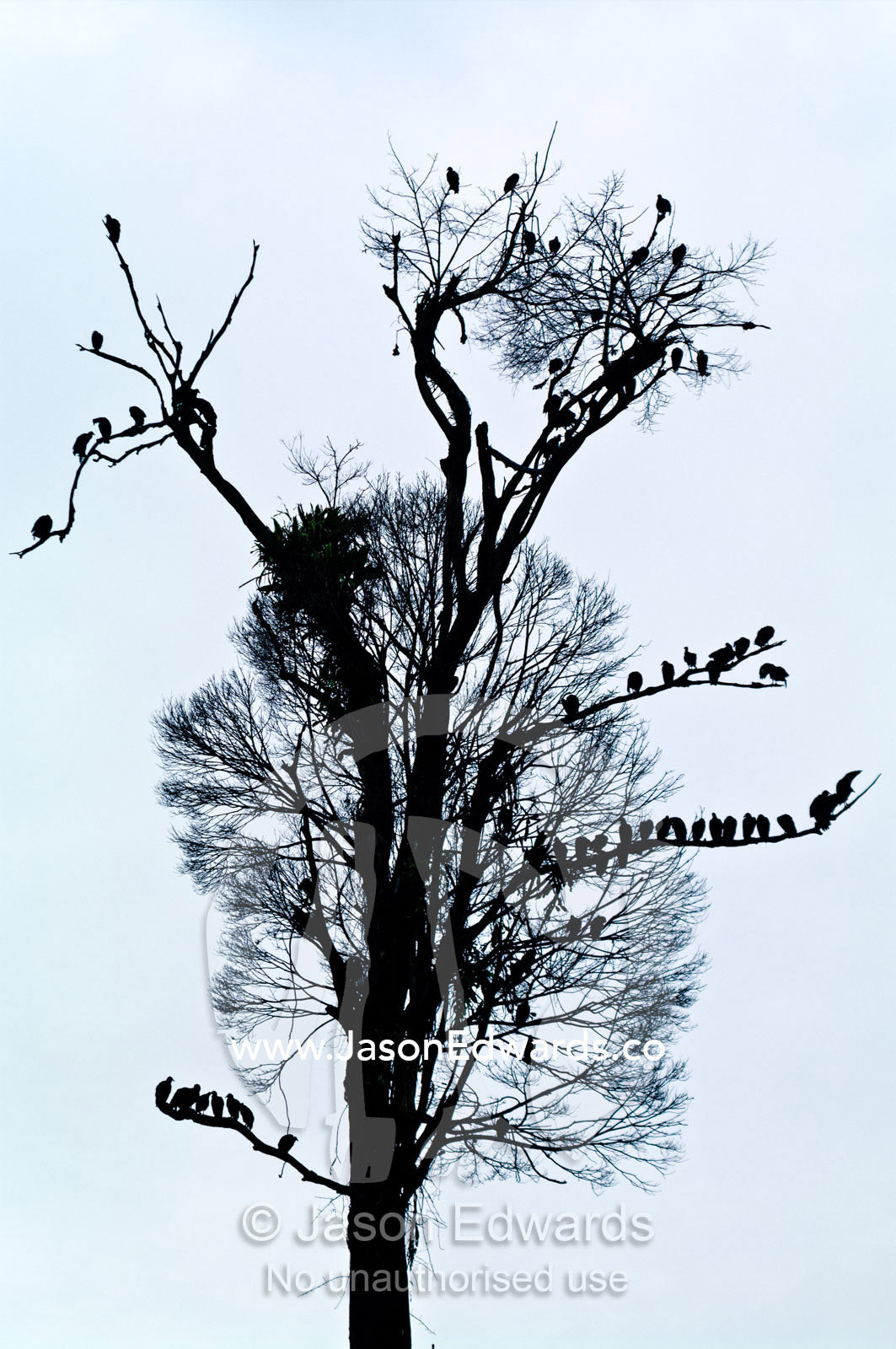 A silhouette of a committee of Black Vultures roosting in a dead tropical rainforest tree after logging cleared the area. Near Nauta, Amazon Basin, Loreto Region, Maynas Province, Peru.