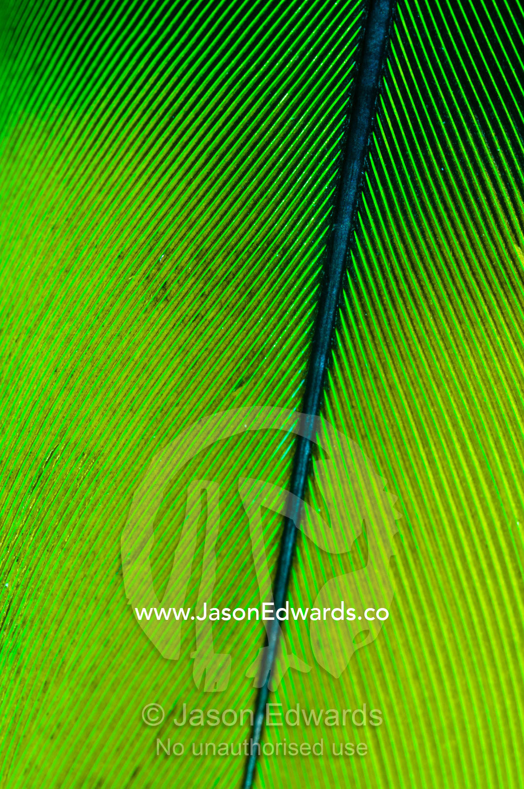 The perfect linear feather vane of a Mealy Amazon Parrot attached to the quill at the rachis. Parque de Quistococha, Quistococha Zoo, Iquitos, Amazon Basin, Loreto Region, Maynas Province, Peru.