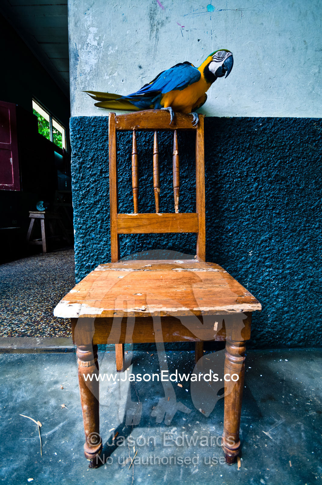 A Blue-and-Gold Macaw perched on the back of a timber chair. Parque de Quistococha, Quistococha Zoo, Iquitos, Amazon Basin, Loreto Region, Maynas Province, Peru.