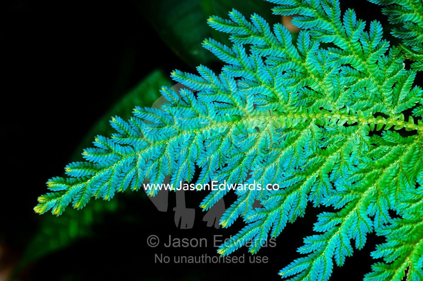 The tips and new leaves on a fern frond emerge as aqua blue before maturing into green. Pilpintuwasi Butterfly Farm, Iquitos, Amazon Basin, Loreto Region, Maynas Province, Peru.