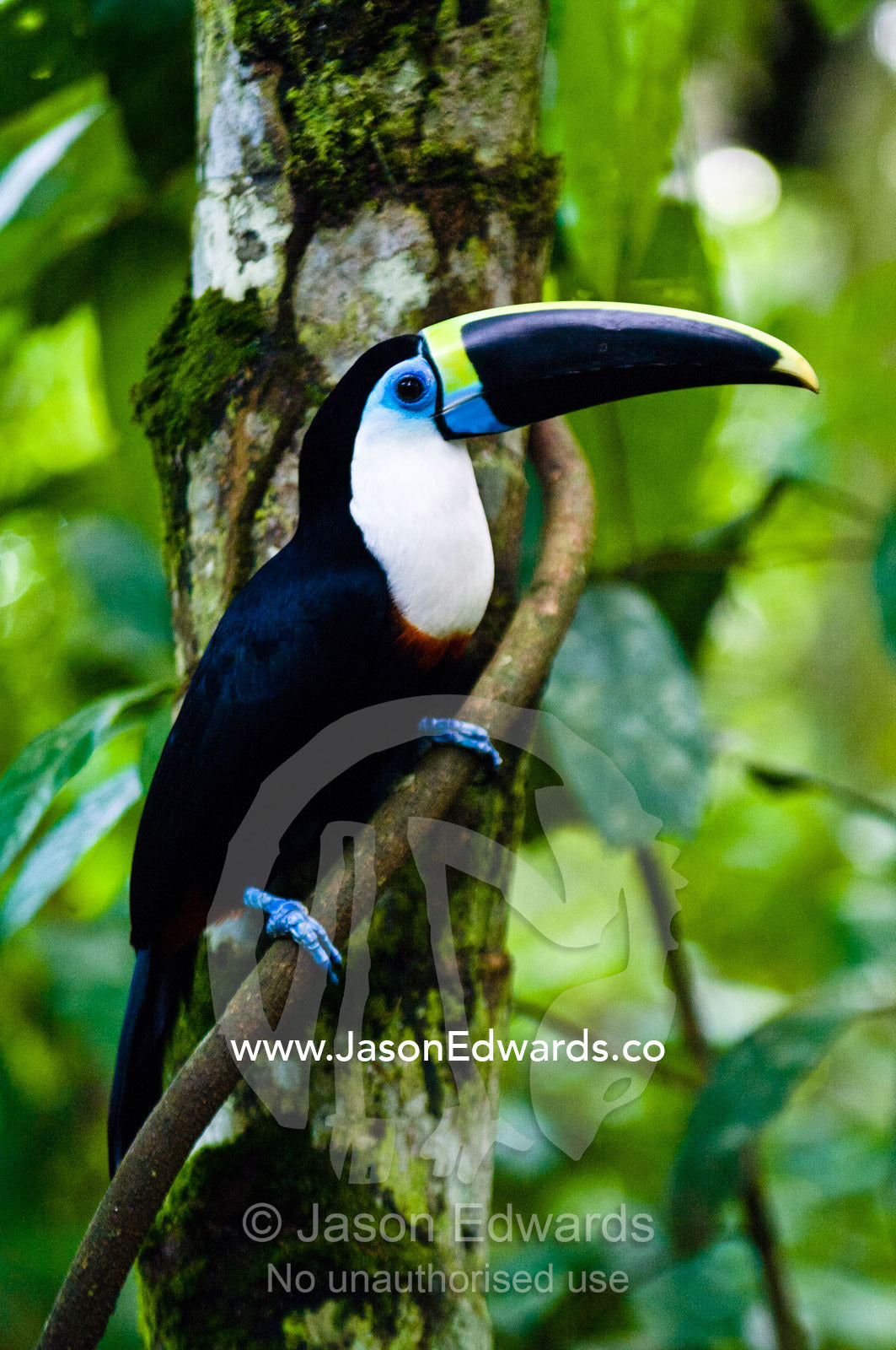 Blue skin surrounds the eye of a White-throated Toucan with it's enormous yellow and blue striped bill perched on a vine in the rainforest. Parque de Quistococha, Quistococha Zoo, Iquitos, Amazon Basin, Loreto Region, Maynas Province, Peru.