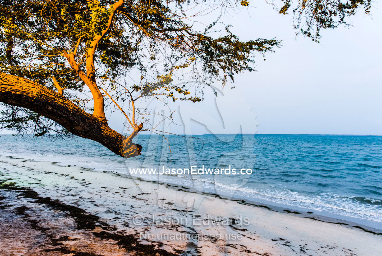 A spotlight illuminates a tree overlooking an ocean bay after sunset. Dar es Salaam, Kawe, Tanzania.