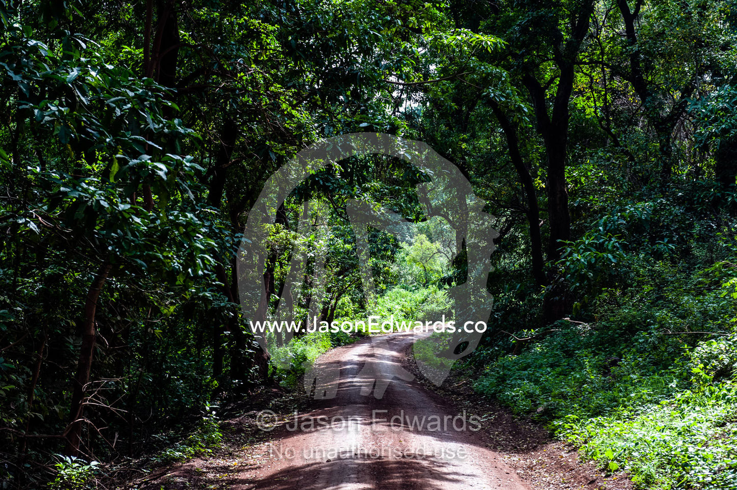 A dirt road passing beneath a shaded dense tropical forest canopy. Lake Manyara National Park, Arusha Region, Tanzania.